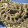 stolper_fossil-fragment_20x-tn.jpg
