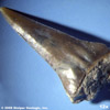 stolper_fossil_tooth_12x-tn.jpg